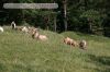 Dateiname=fraenkische_schweiz-27.jpg
Dateigröße=81KB
Abmessungen: 400x267
hinzugefügt am: 23. Juli 2011 fraenkische_schweiz-27.jpg