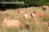 giechburg-08.jpg