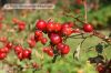 Dateiname=weissenstadt-06.jpg
Dateigröße=56KB
Abmessungen: 400x266
hinzugefügt am: 30. August 2007 weissenstadt-06.jpg